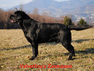 Labrador Retriever Velvetline's Zoom Zoom